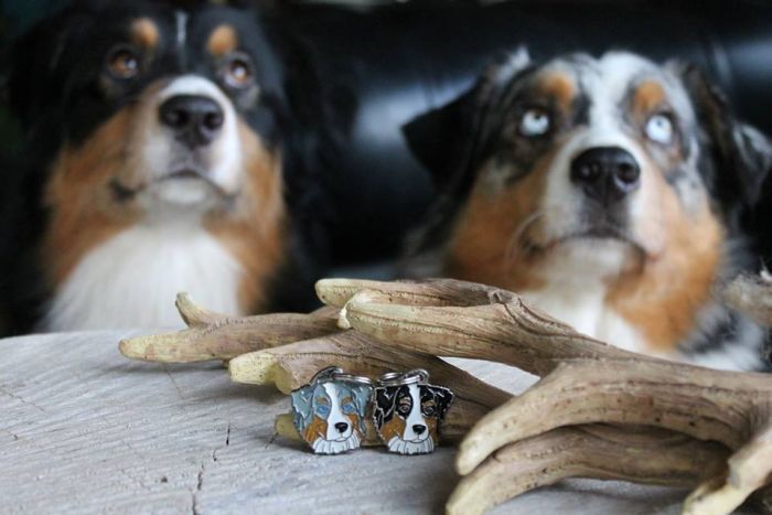 australian shepherds hayden hopkins.jpg